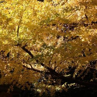 ふらっと駒場へ。一瞬の秋を大満喫！バナー