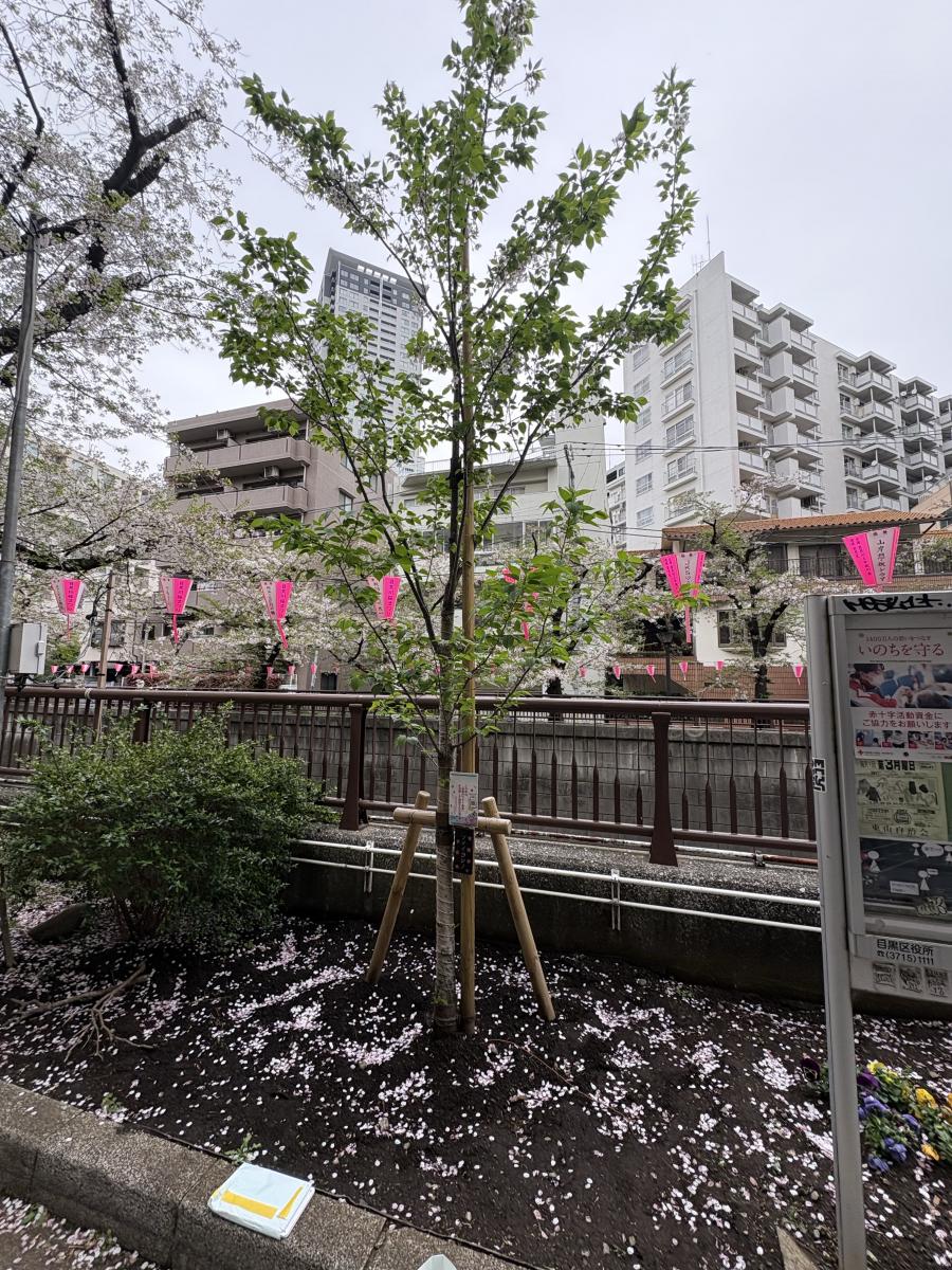 目黒川