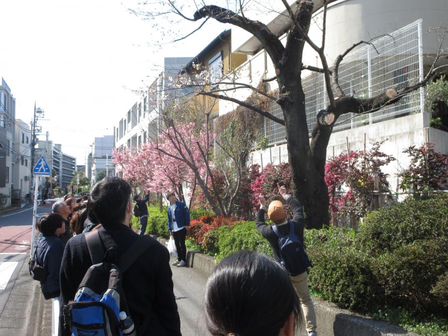 蛇崩川緑道