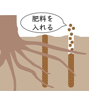 樹勢回復のイメージ2