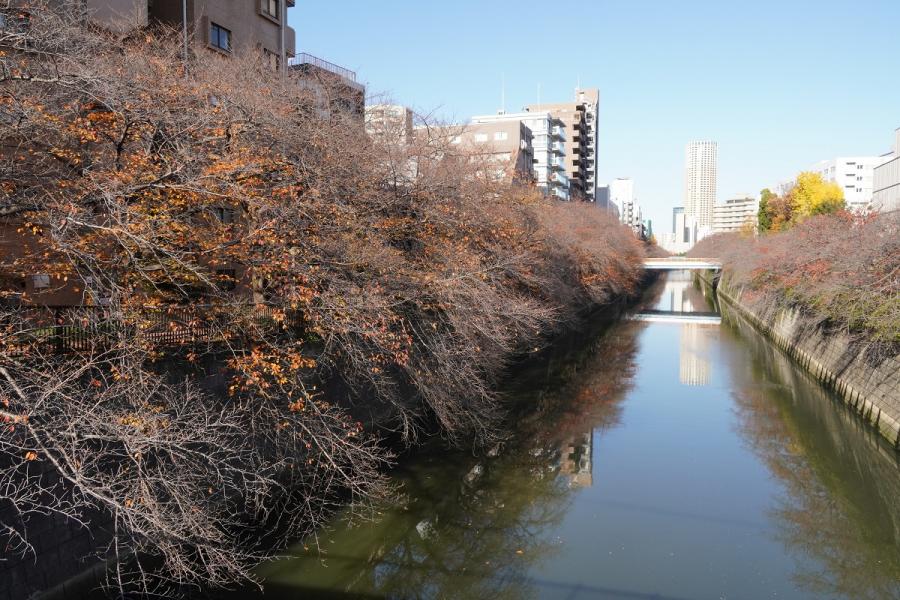 目黒川