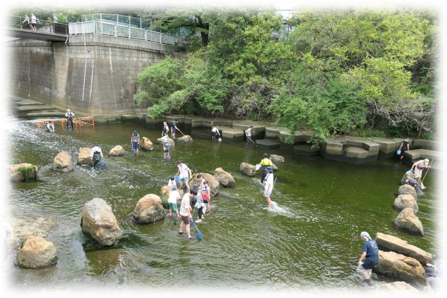 reiwa7nenn-ikimonohakkenntaiyousu