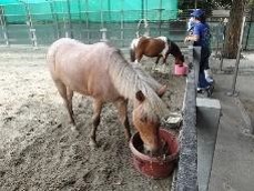 ポニーの写真