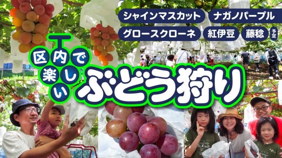 区内で楽しいぶどう狩り