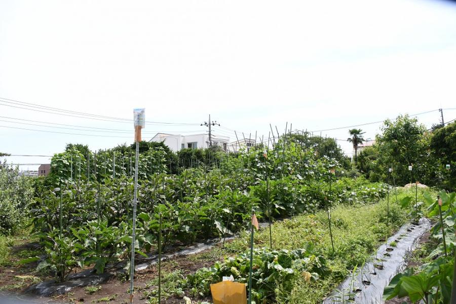 栗山さか江農園の畑