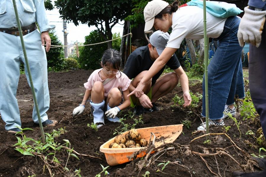 じゃがいも掘り体験の様子2