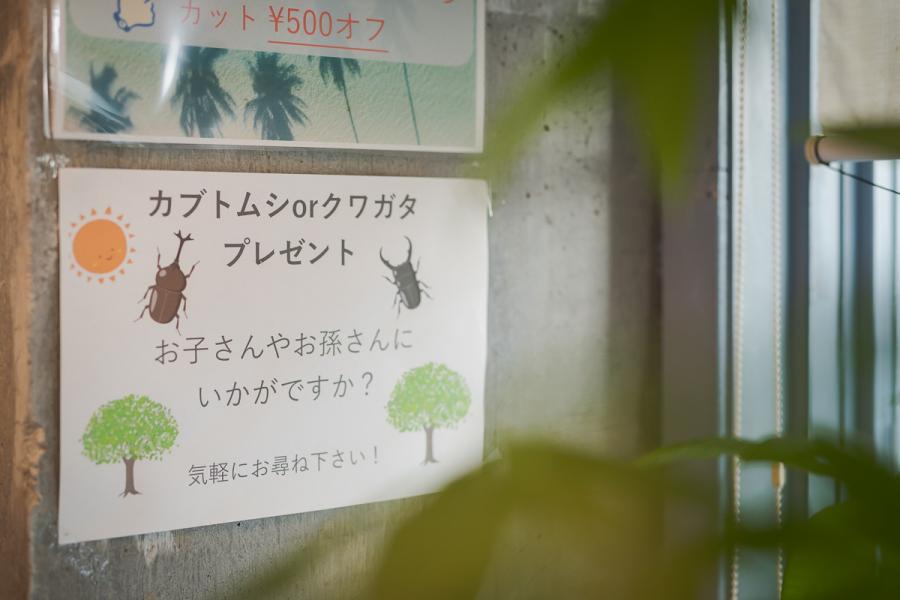 クワガタムシのプレゼント