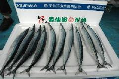 気仙沼から贈られたサンマの写真