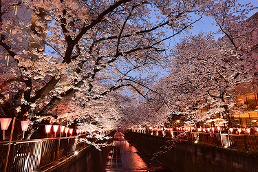 目黒川の桜1