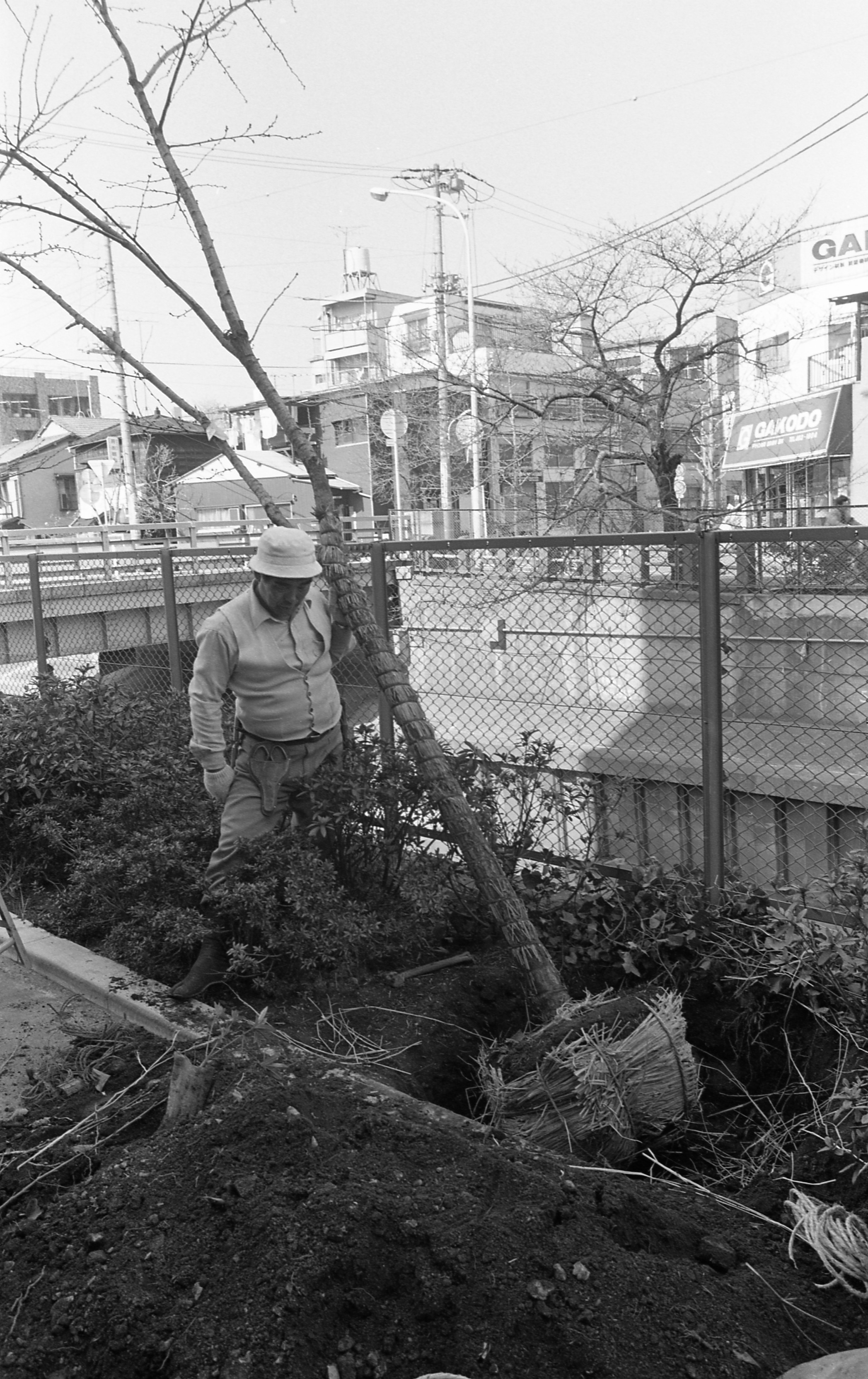 昭和57年3月目黒川沿道に桜の植樹をする写真