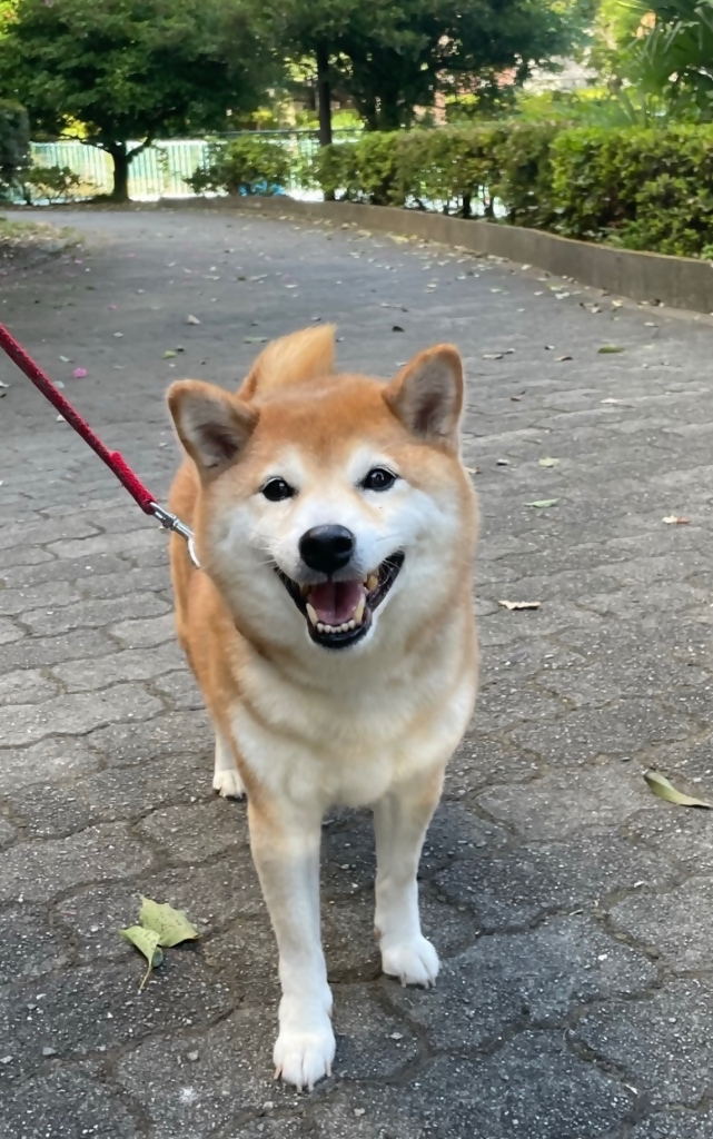 こなつちゃん
