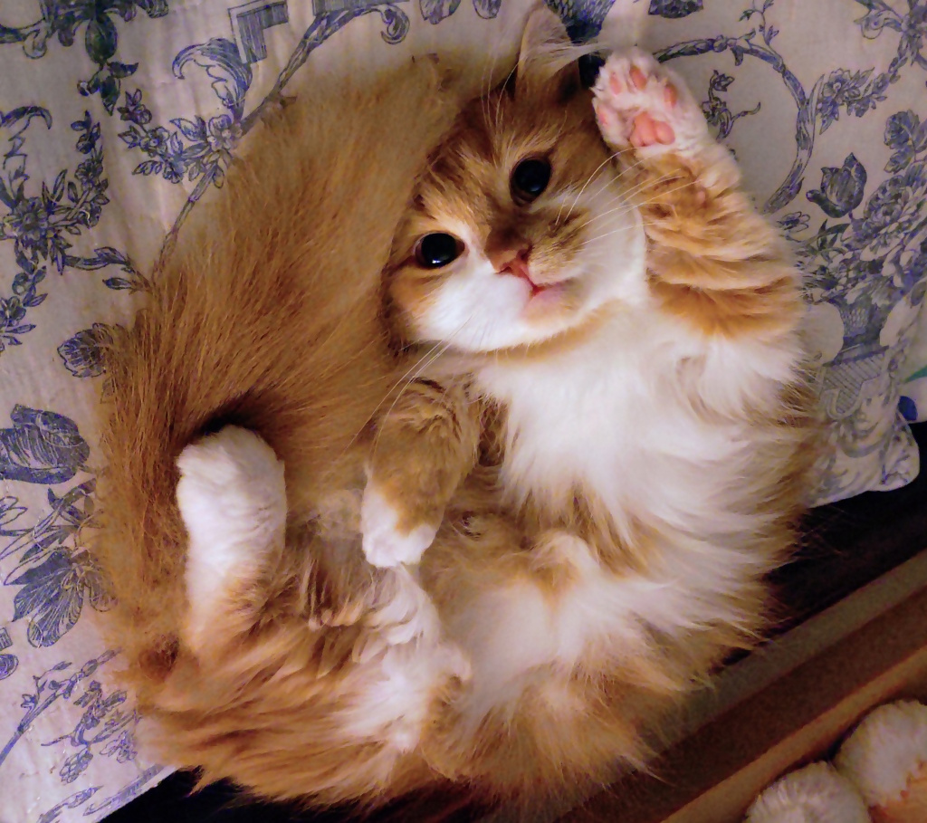あきちゃん
