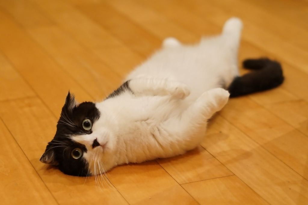 マロくん