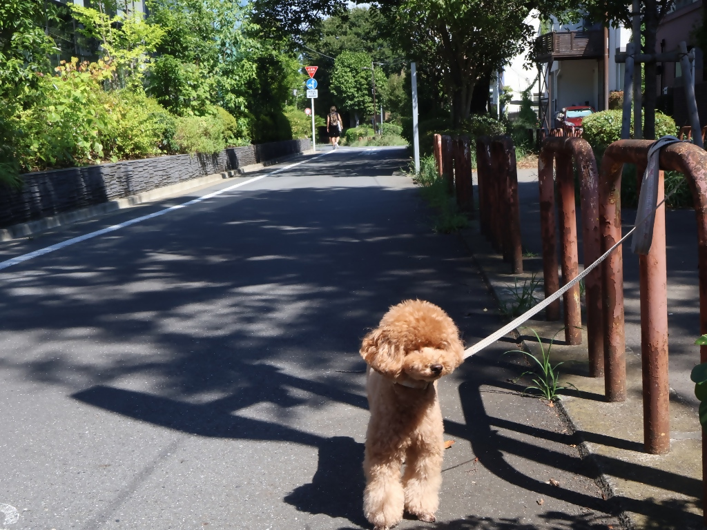 いとちゃん
