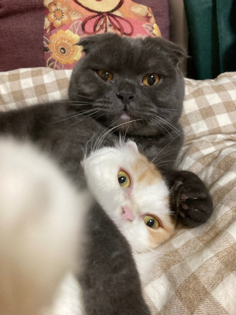 小鉄くんと雷蔵くん