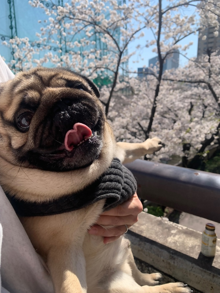 まめ太郎くん