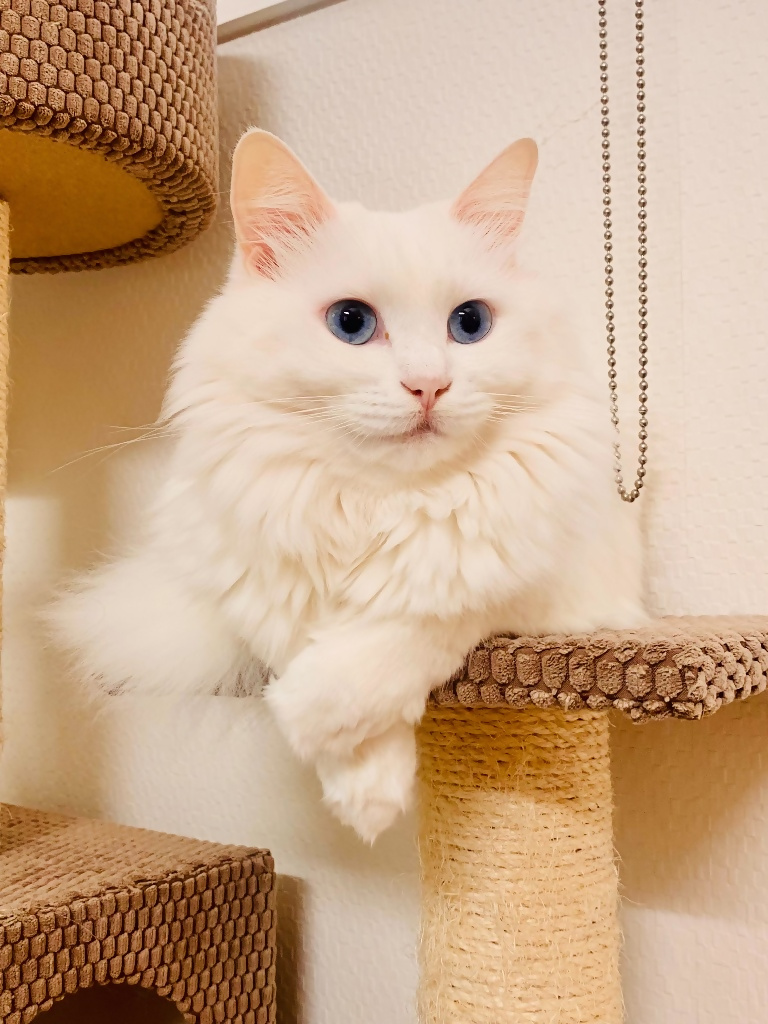 雪ちゃん