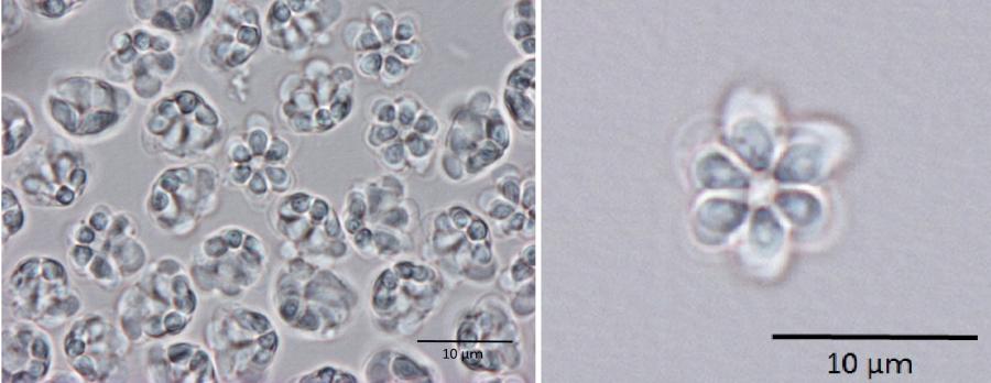 クドア・セプテンプンクタータ