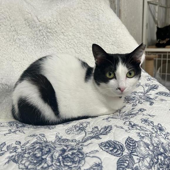 保護猫たちのリビングへ ようこそ! 「CAT LIVING」におじゃましました