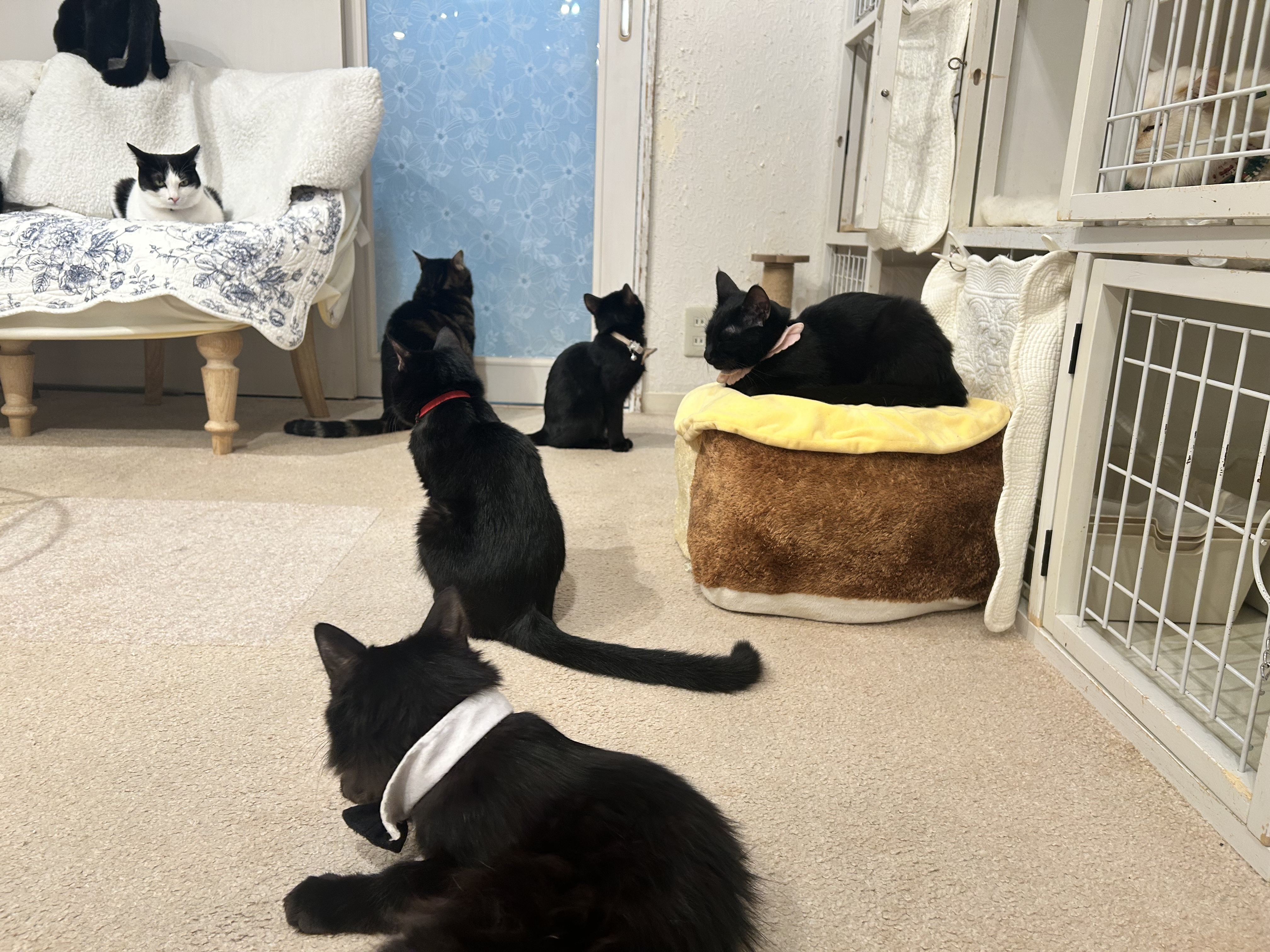 リビングでくつろぐ保護猫たち