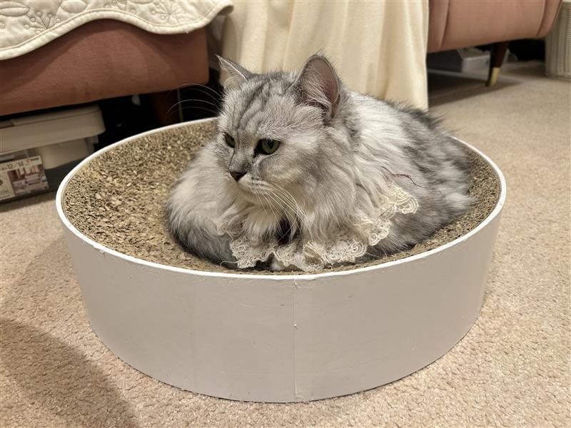 マリリンちゃん