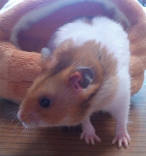 たま子プロフィール