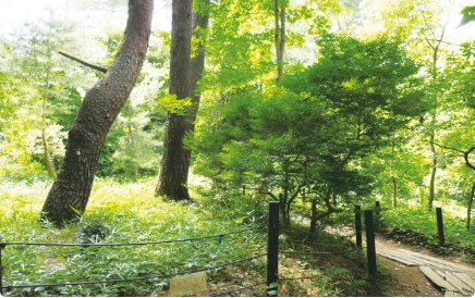 駒場野公園