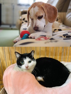 犬と猫の写真