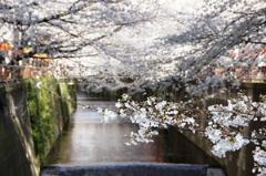 目黒川の桜の写真