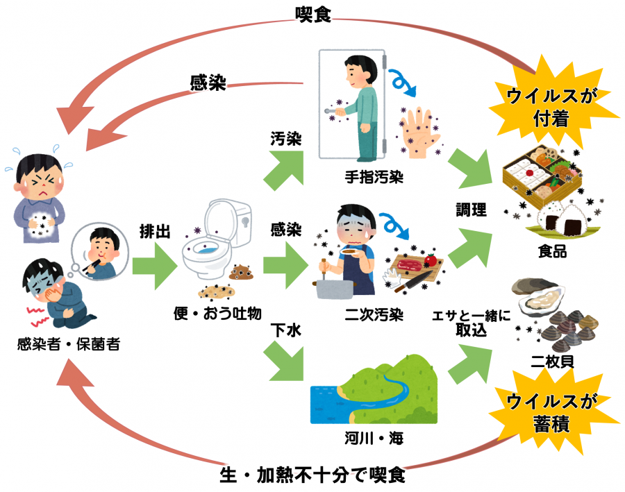 ノロウイルスの感染経路図