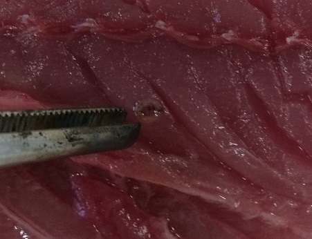 切り身の中にいるアニサキス拡大