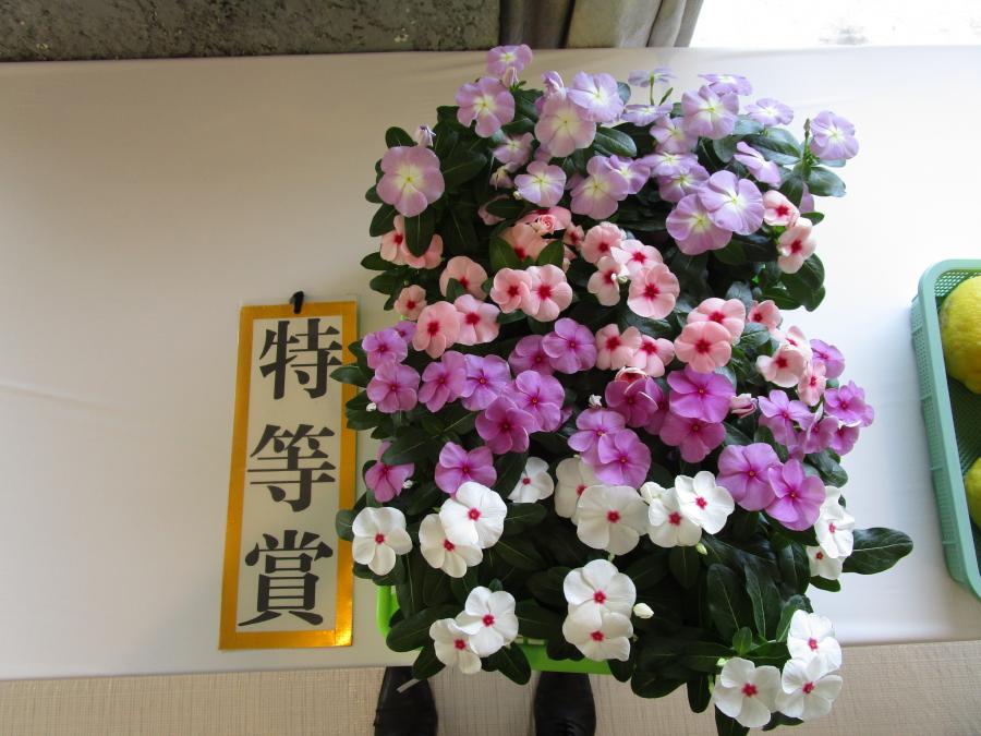 tokubetusyou4