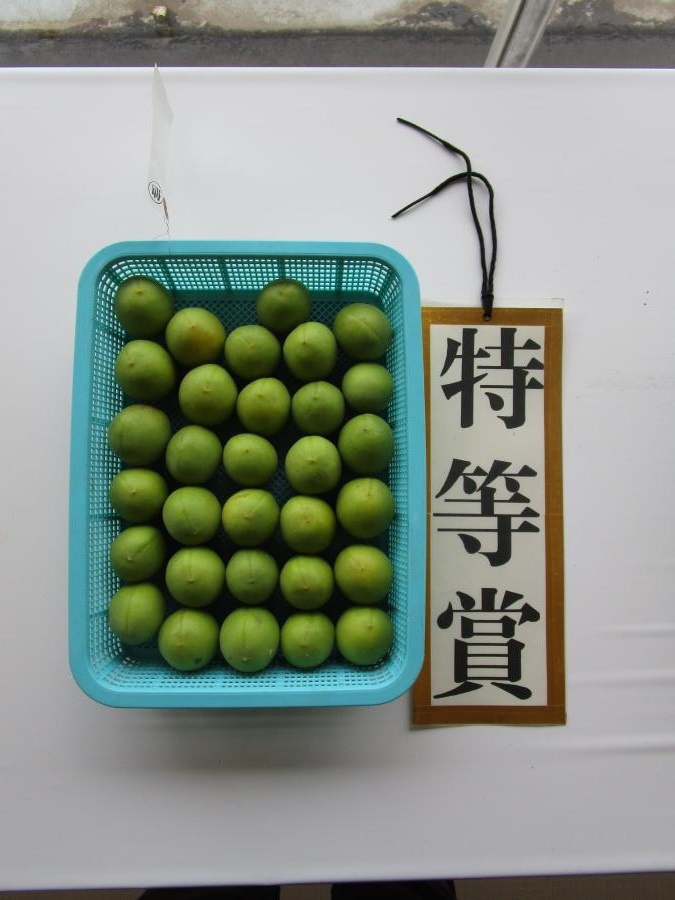 特賞梅