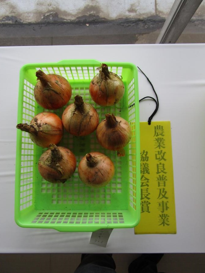 城南玉ねぎ