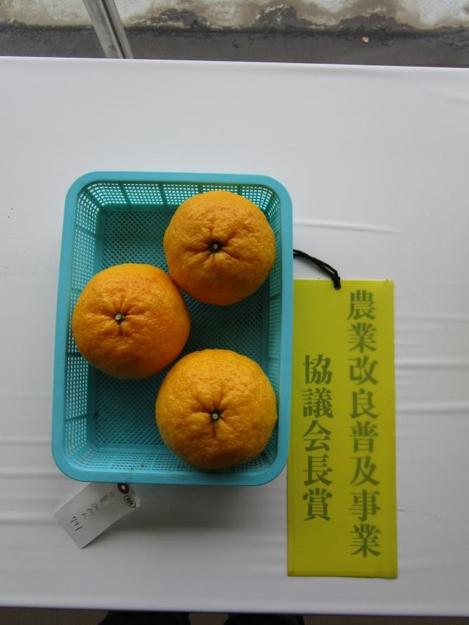 城南甘夏みかん