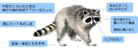 アライグマの特徴は次のとおりです