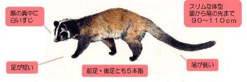 ハクビシンの特徴は次のとおりです