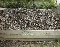 碑文谷公園の落ち葉ンクの写真