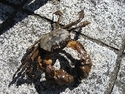 モクズガニの写真