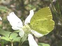 キチョウの写真