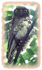 アオバズクの写真