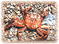 モクズガニの写真
