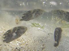 コトヒキ（幼魚）の写真