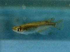 メダカ（ヒメダカは同種）の写真