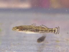 ウキゴリ類幼魚の写真