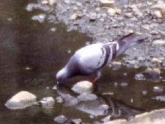 ドバトの写真