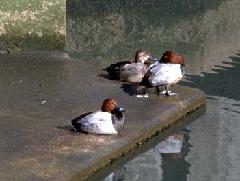 ホシハジロ雄雌（冬鳥）の写真