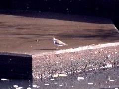 イソシギ（1999年10月他記録）の写真