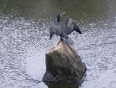 カワウ（つばさ干し）の写真
