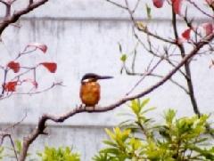カワセミ（写真は碑文谷）の写真